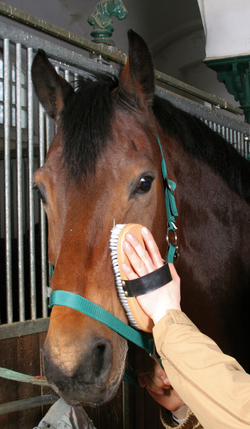 Velký kartáč dřevěný Kerbl středně měkký