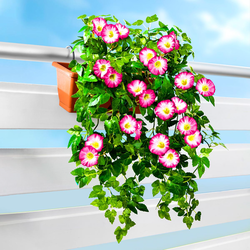 Umělá petúnie převislá, růžová